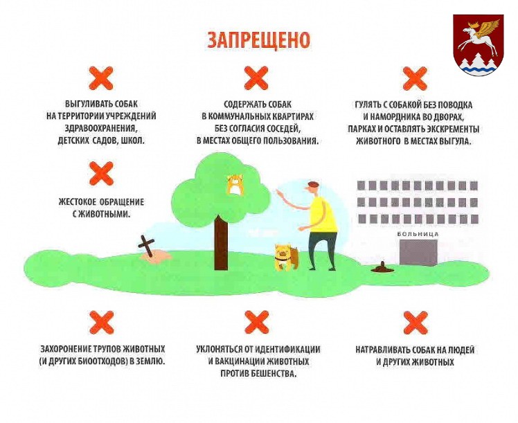 собаки выгул.jpg